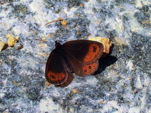 Farfalle Alpe Devero