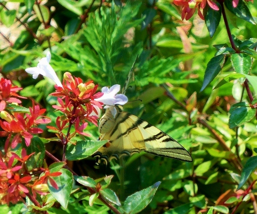 farfalle di citta''