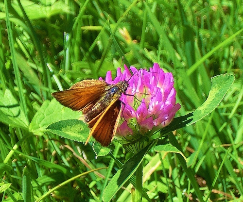 Farfalle Alpe Devero