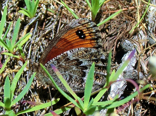 Farfalle Alpe Devero