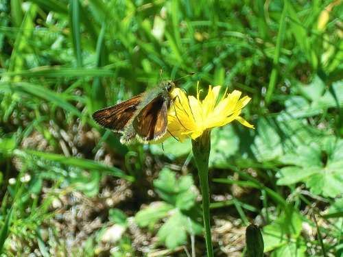 Farfalle Alpe Devero