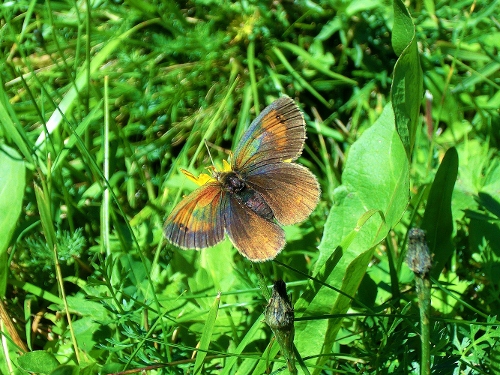 Farfalle Alpe Devero