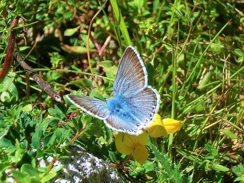 Farfalle Alpe Devero