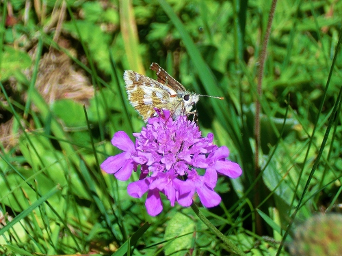 Farfalle Alpe Devero