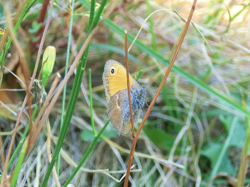 Farfalle Alpe Devero
