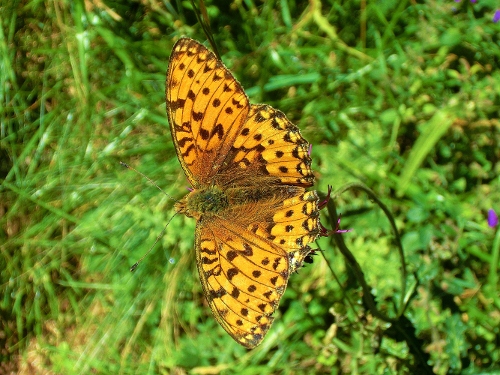 Farfalle Alpe Devero