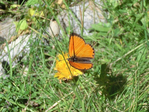 Farfalle Alpe Devero