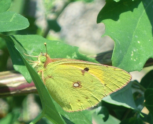 Colias......