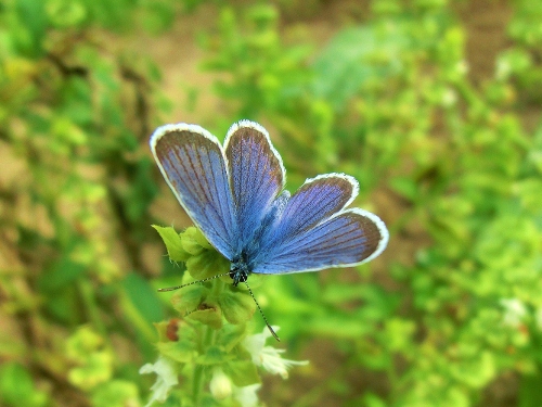 Farfalle della Domenica