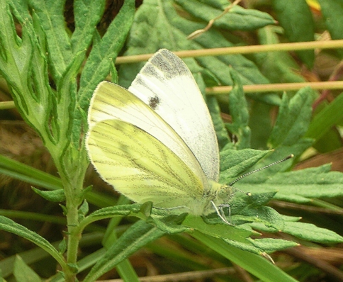 Farfalle della Domenica