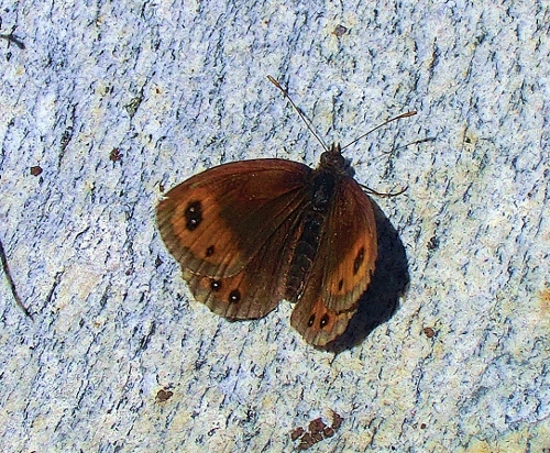 Farfalle Alpe Devero