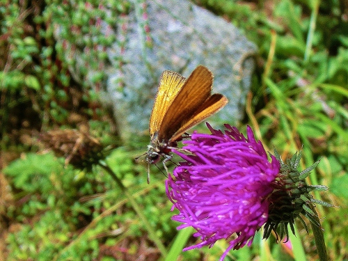 Farfalle Alpe Devero