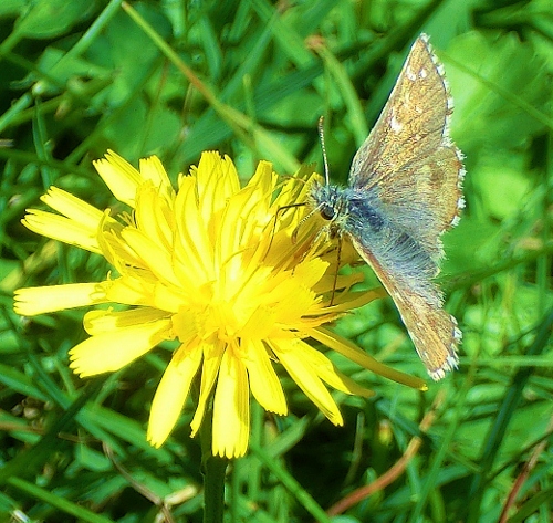 Farfalle Alpe Devero