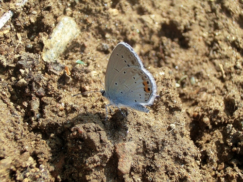 Lycaenide ID