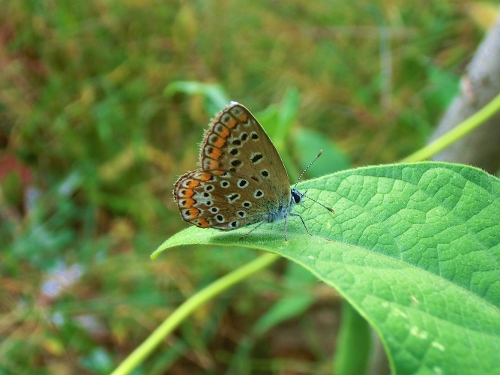 Farfalle della Domenica
