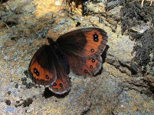 Farfalle Alpe Devero