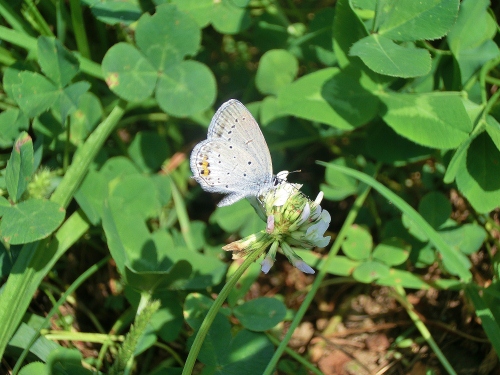 Lycaenide ID