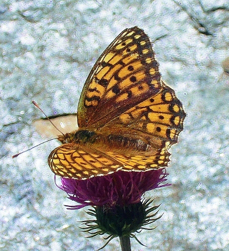 Farfalle Alpe Devero