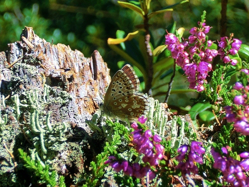 Farfalle Alpe Devero