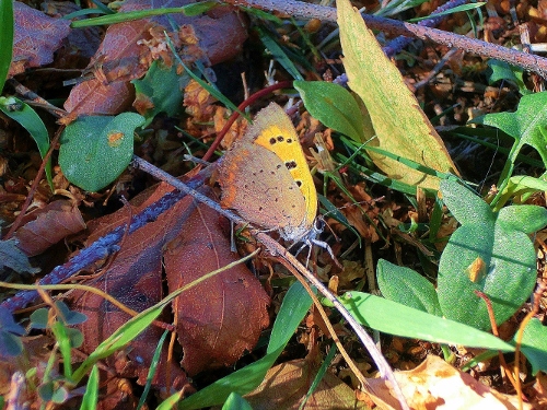 Farfalle Alpe Devero