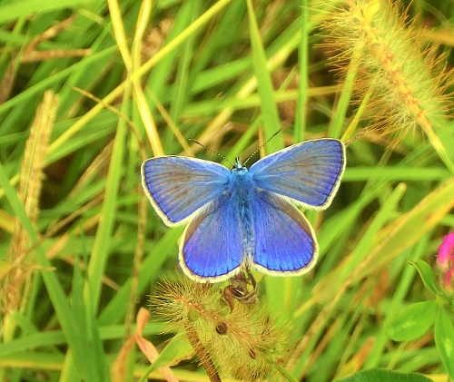 Farfalle della Domenica