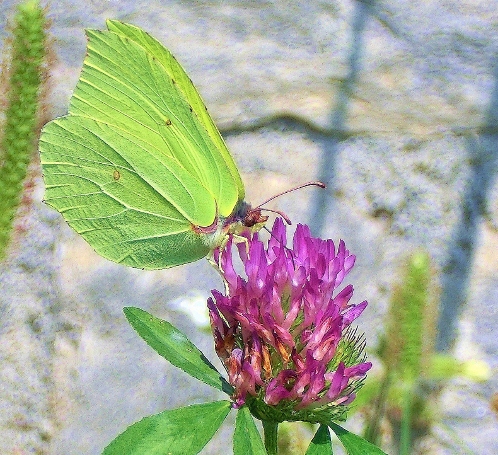 Passeggiata al Mottarone