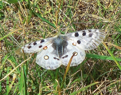 Farfalle Alpe Devero