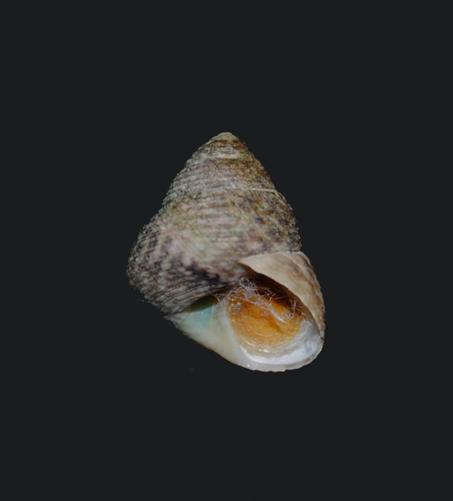 Gibbula da determinare