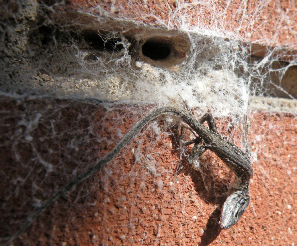 Lucertola catturata da Filistata insidiatrix - Reggio Emilia
