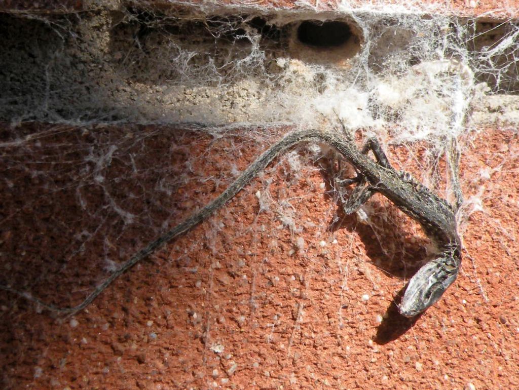 Lucertola catturata da Filistata insidiatrix - Reggio Emilia
