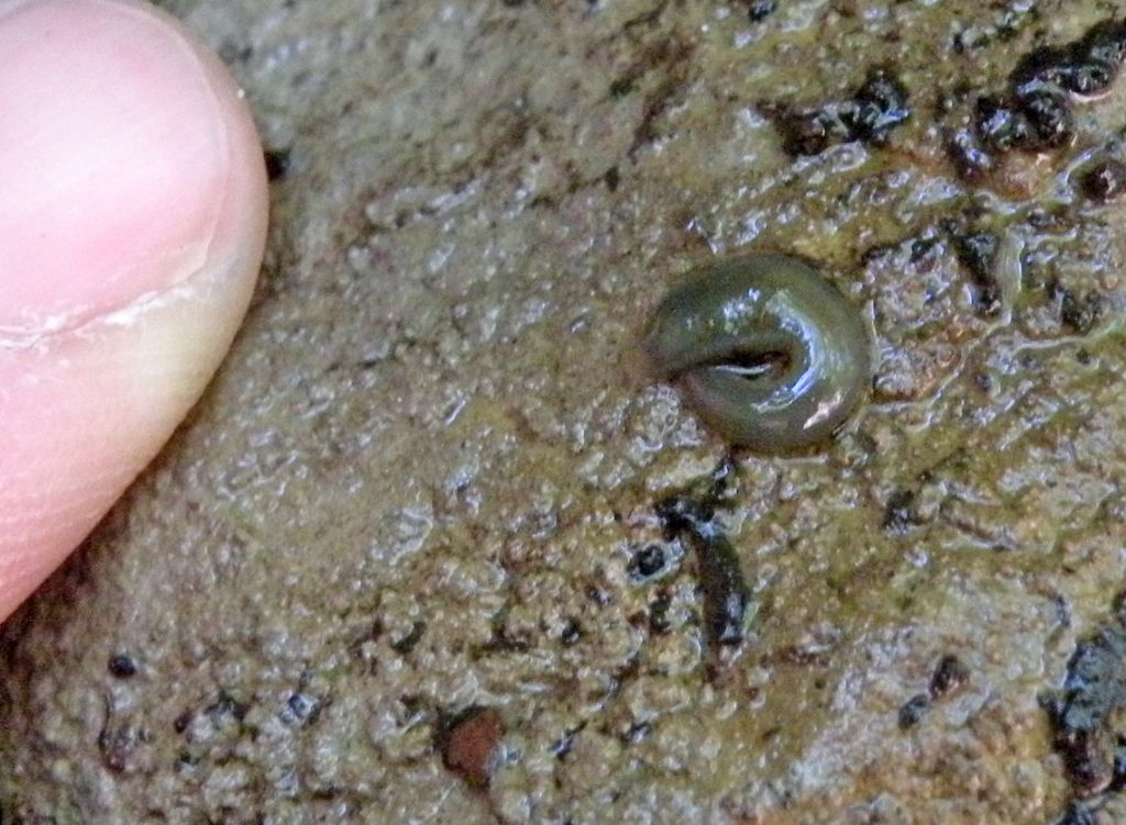 Identificazione di una sanguisuga: Trocheta subviridis