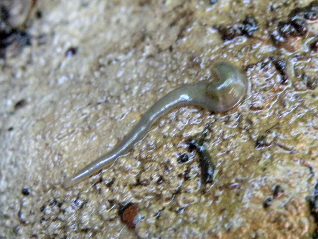 Identificazione di una sanguisuga: Trocheta subviridis