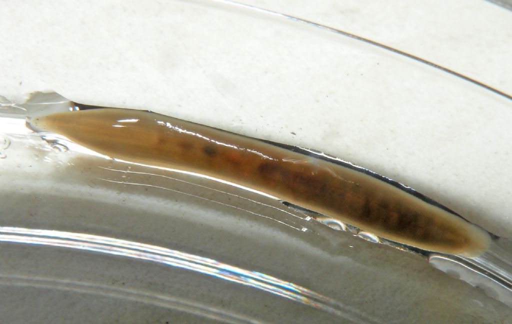 Identificazione di una sanguisuga: Trocheta subviridis
