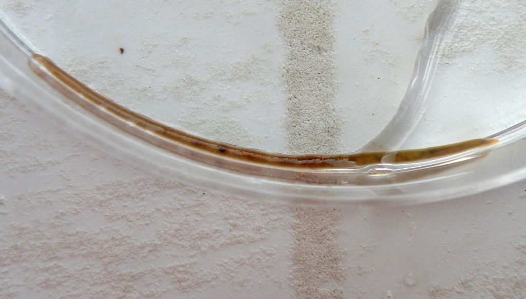 Identificazione di una sanguisuga: Trocheta subviridis
