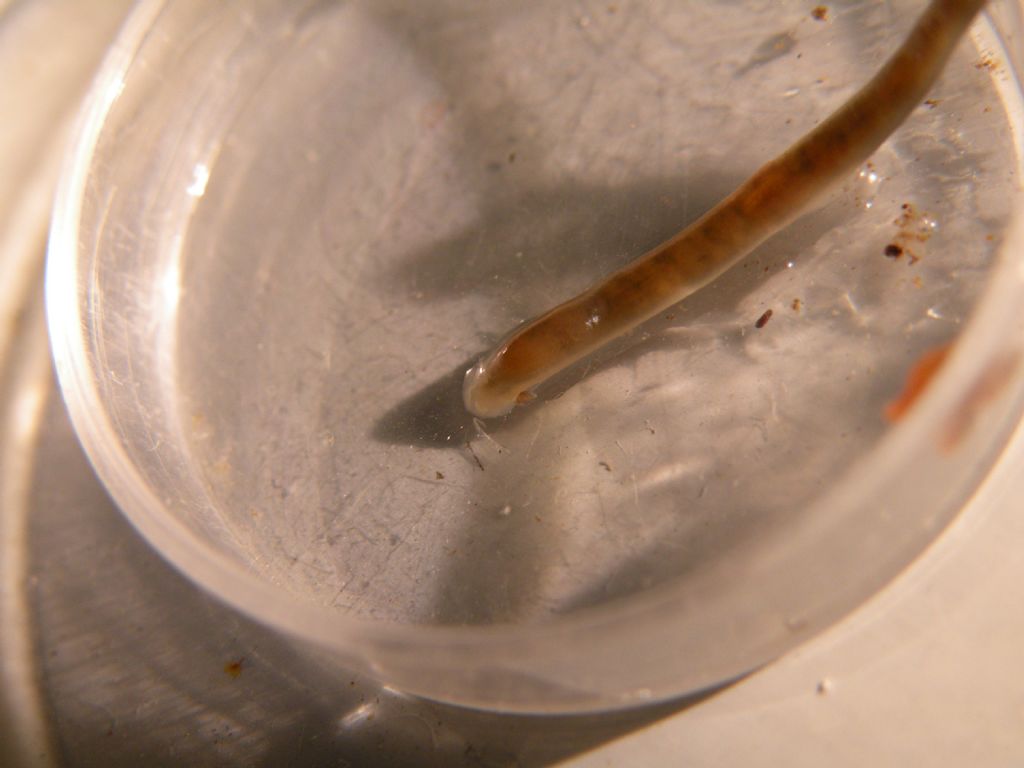 Identificazione di una sanguisuga: Trocheta subviridis