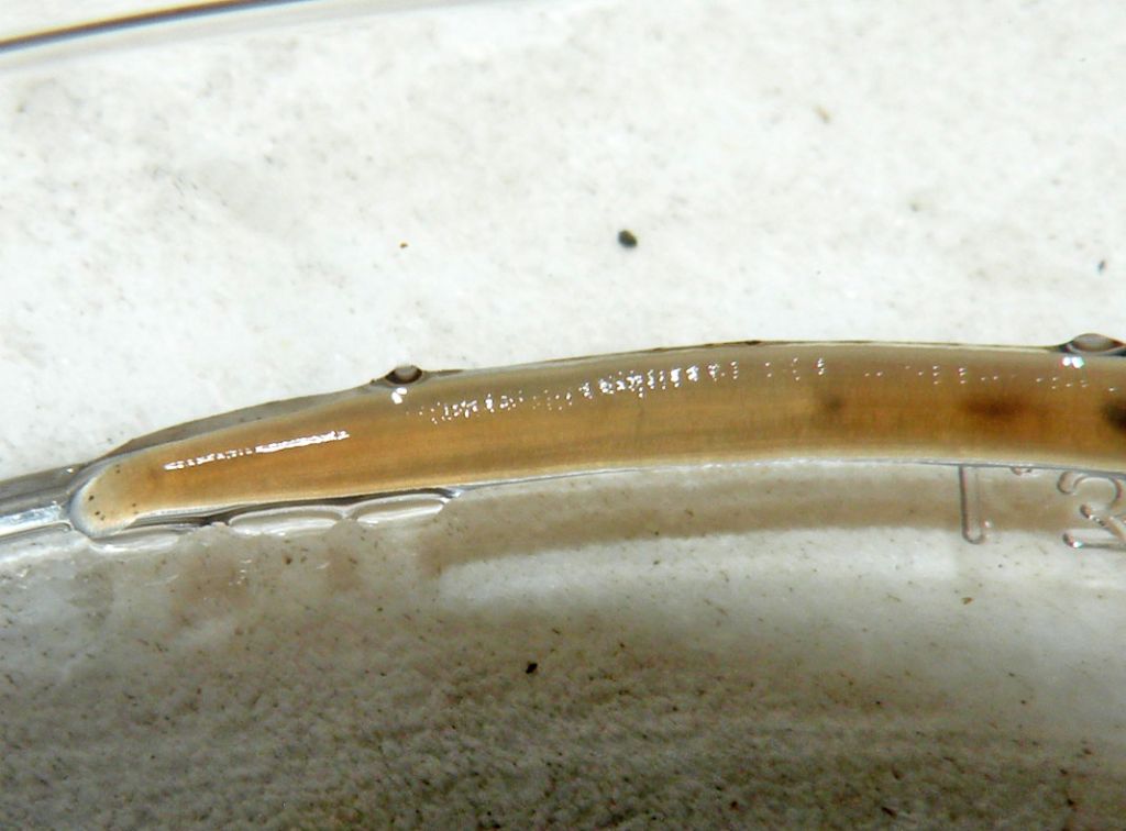 Identificazione di una sanguisuga: Trocheta subviridis