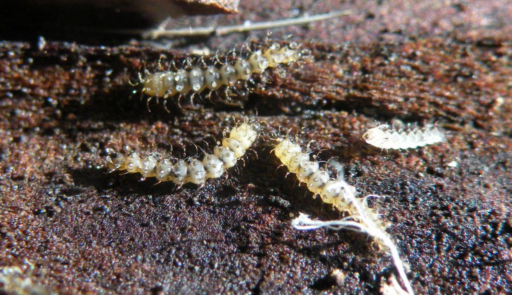 Myriapoda o larve di insetti? Forse, larve di Forcipomyia sp