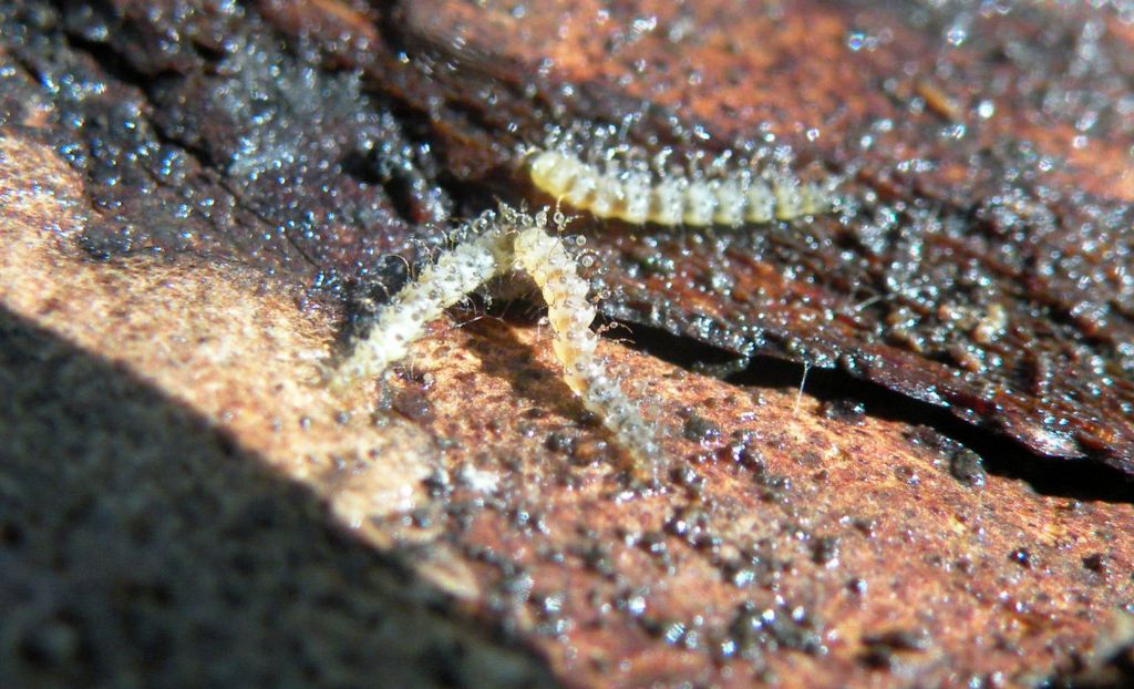 Myriapoda o larve di insetti? Forse, larve di Forcipomyia sp