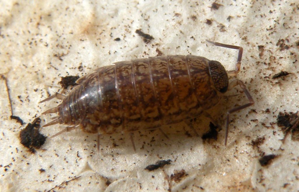Philoscia & Philoscia
