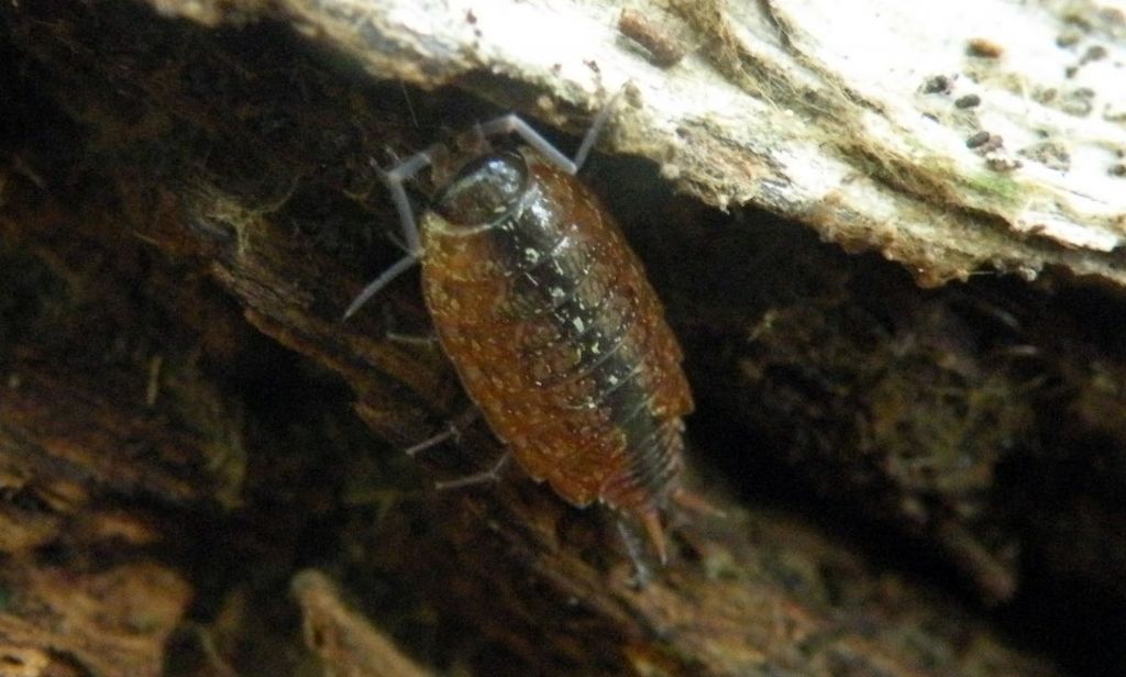 Philoscia & Philoscia