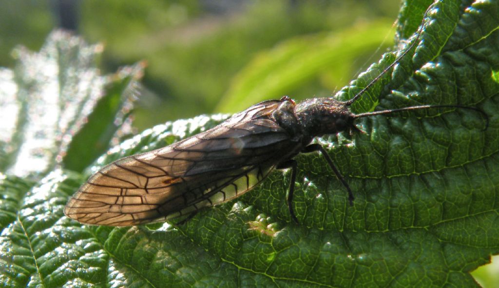 Sialis di montagna