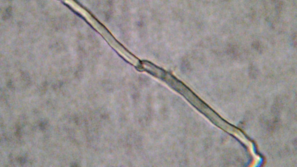 Roncolo (RE) 25-10-14 (Antrodia gossypium)