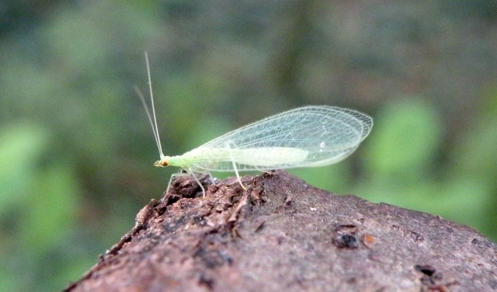 Chrysopidae dalle colline reggiane