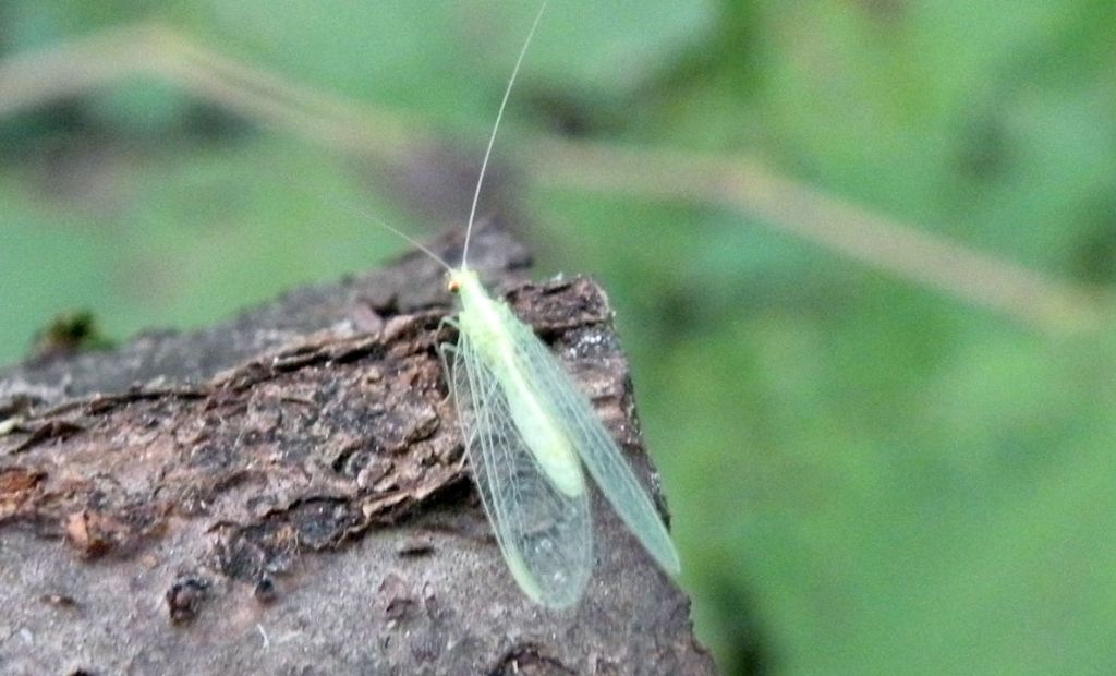 Chrysopidae dalle colline reggiane