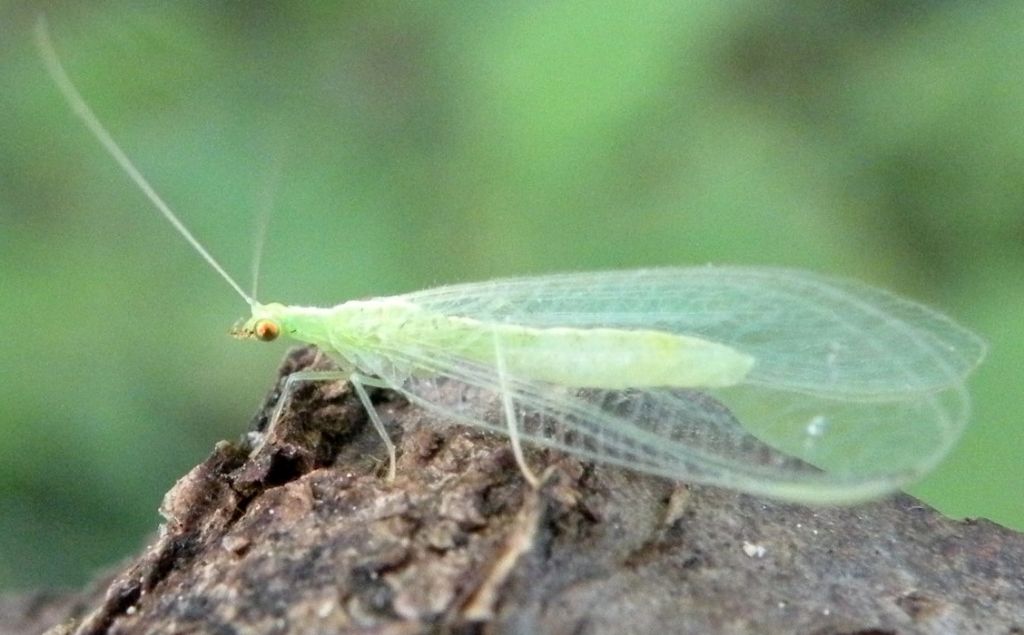 Chrysopidae dalle colline reggiane