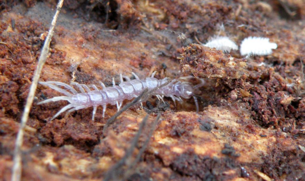 Lithobius bianco