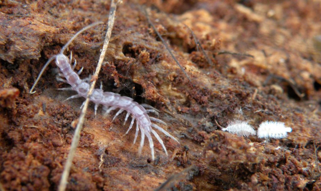 Lithobius bianco