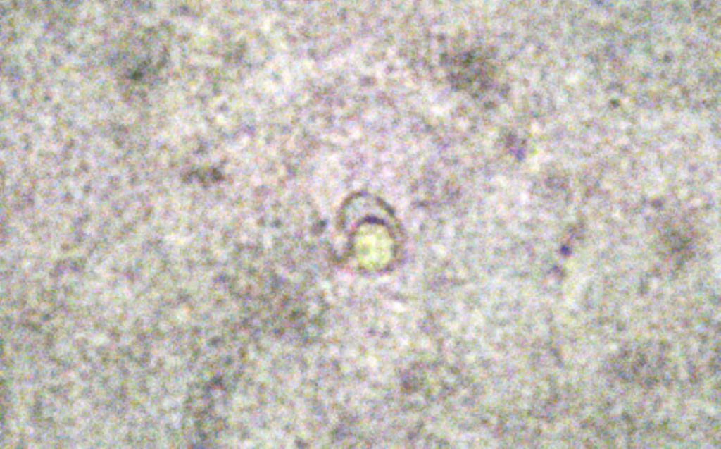 Roncolo (RE) 25-10-14 (Antrodia gossypium)