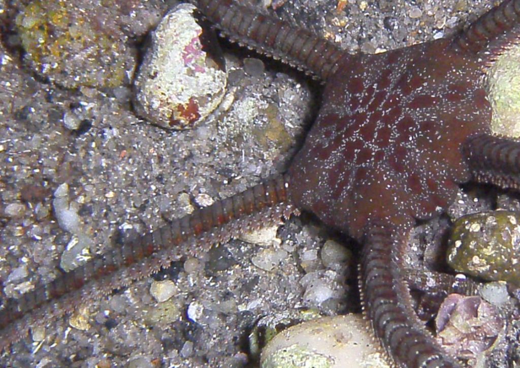Ofiura da identificare (Ophioderma longicauda)