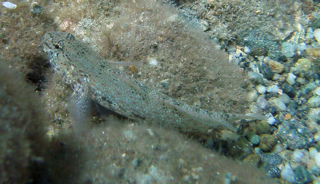 Gobius incognitus